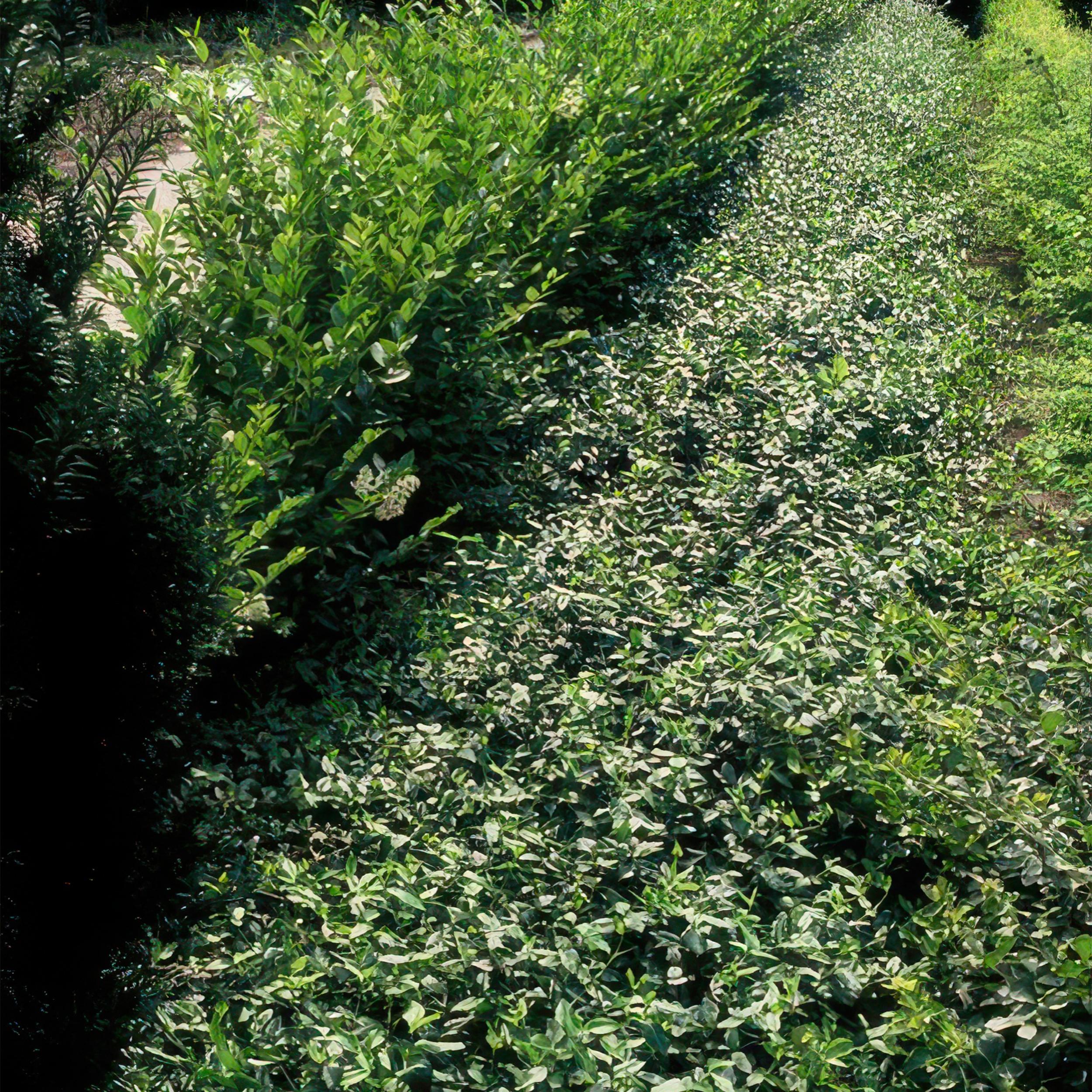 Garden basics 60x Euonymus fortunei radicans - ↕10-25cm - Ø9cm (47726)