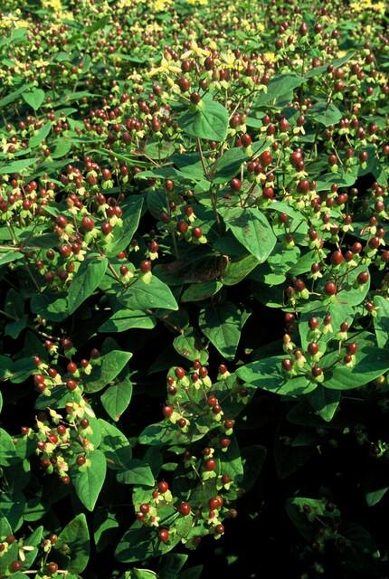 Garden basics 24x Hypericum inodorum 'Beauty' - ↕10-25cm - Ø9cm (50444)
