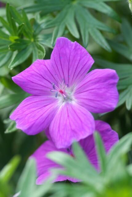 Garden basics 12x Geranium 'Tiny Monster' - ↕10-25cm - Ø9cm (47817)