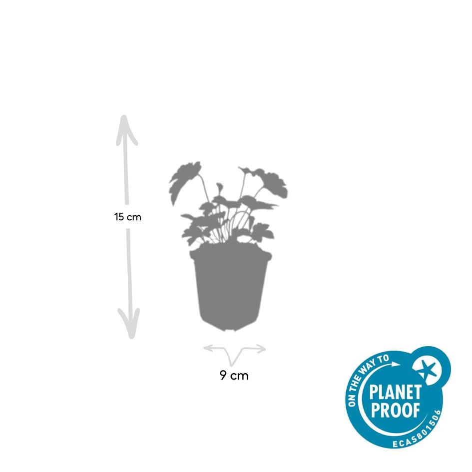 Garden basics 24x Anemone tom. 'Robustissima' - ↕10-25cm - Ø9cm (50366)