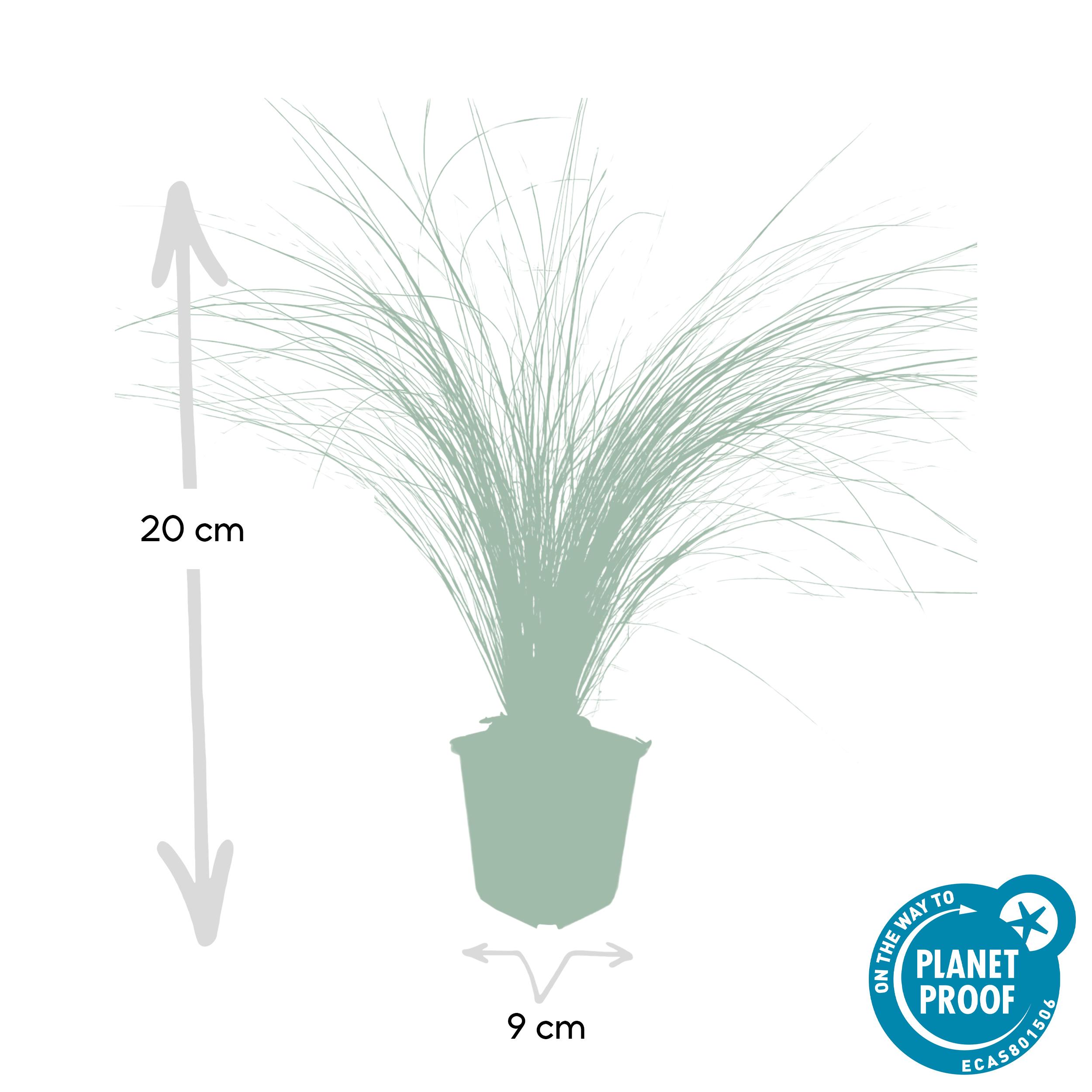 Garden basics 48x Stipa tenuissima 'Ponytails' - ↕10-25cm - Ø9cm (50345)