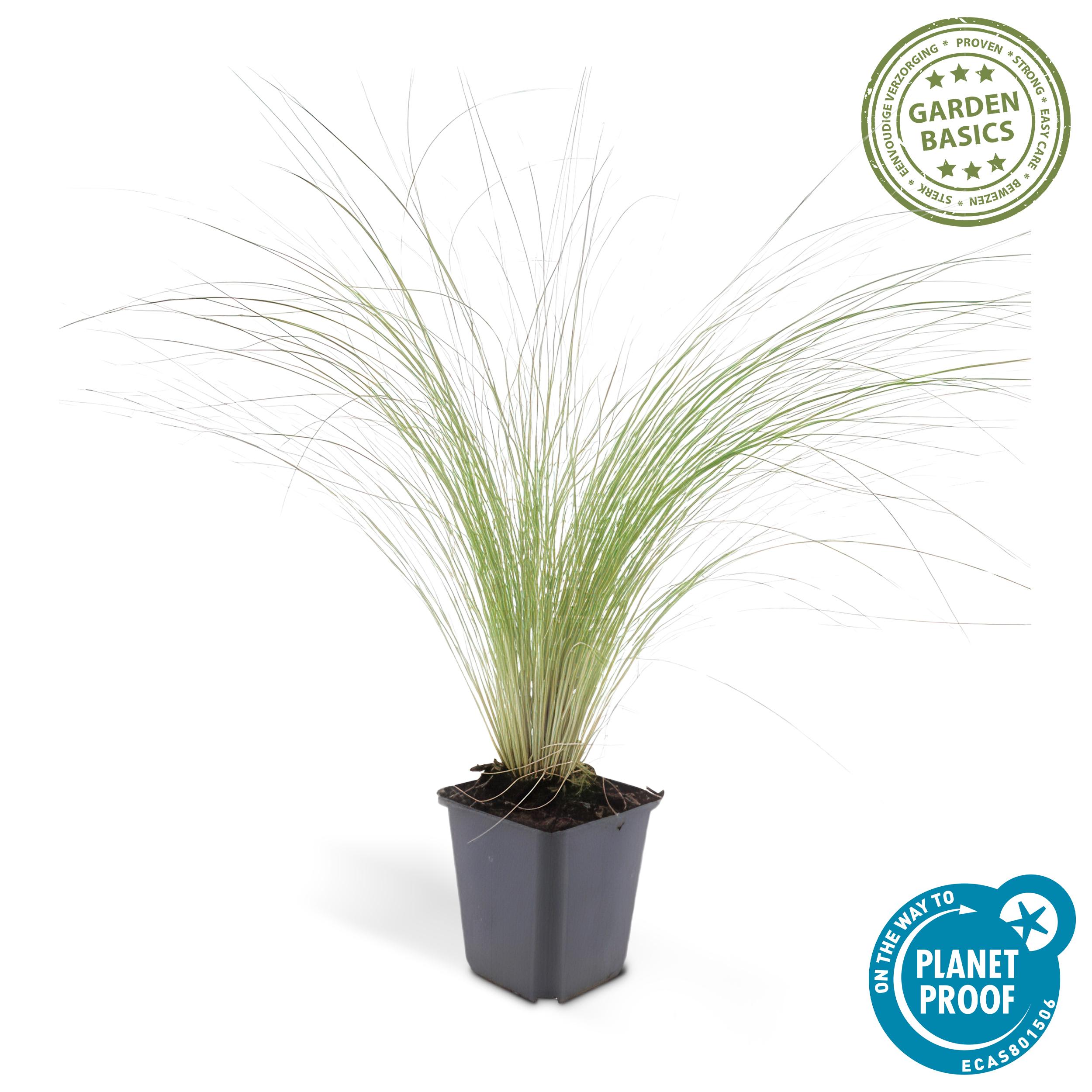 Garden basics 48x Stipa tenuissima 'Ponytails' - ↕10-25cm - Ø9cm (50345)