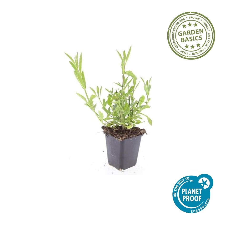 Garden basics 48x Verbena bonariensis - ↕10-25cm - Ø9cm (50347)