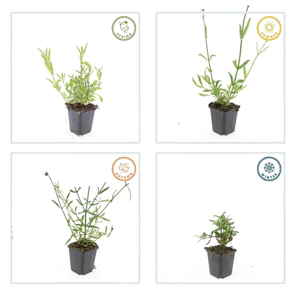 Garden basics 48x Verbena bonariensis - ↕10-25cm - Ø9cm (50347)