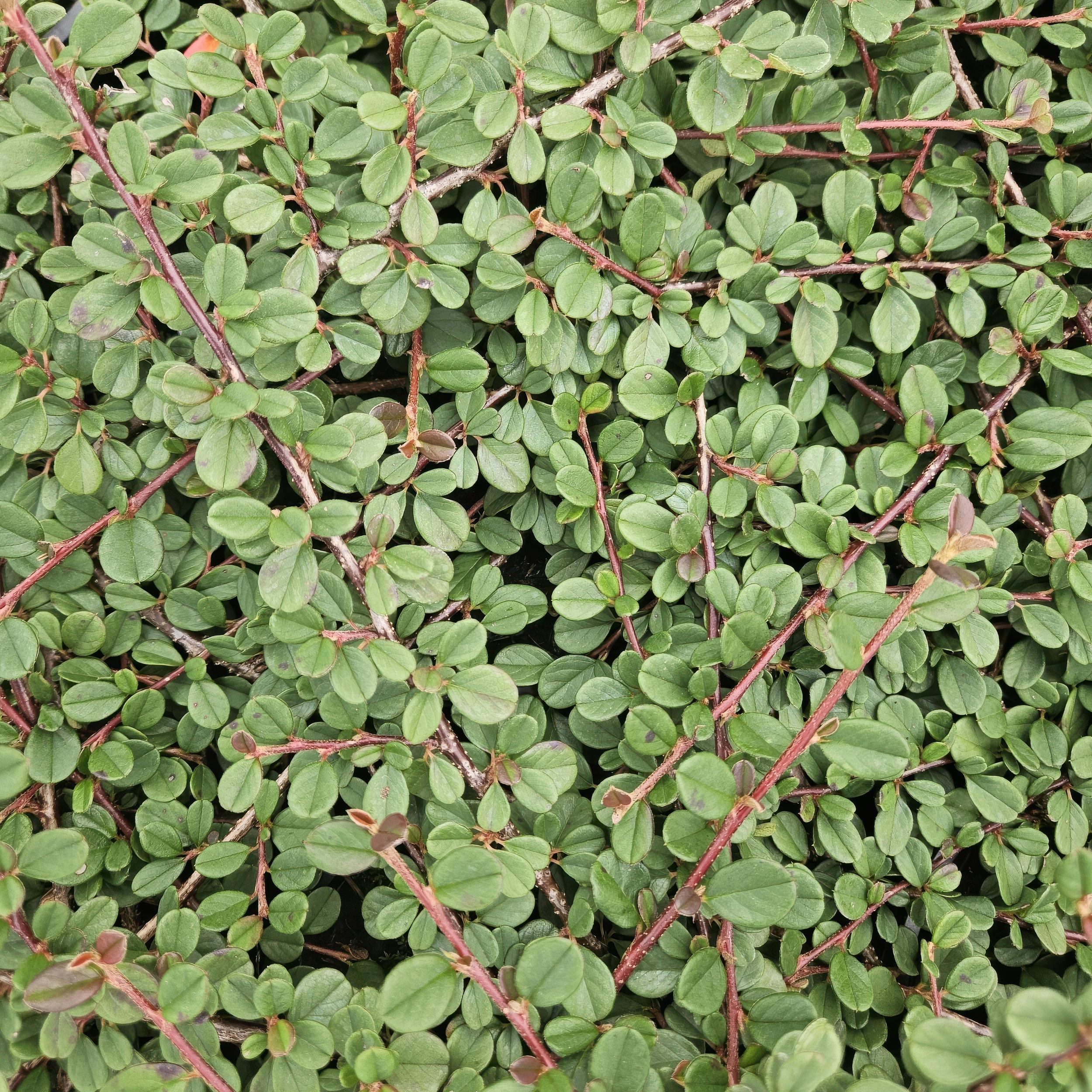 Garden basics 48x Cotoneaster pr. 'Queen of Carpets' - ↕10-25cm - Ø9cm (50290)