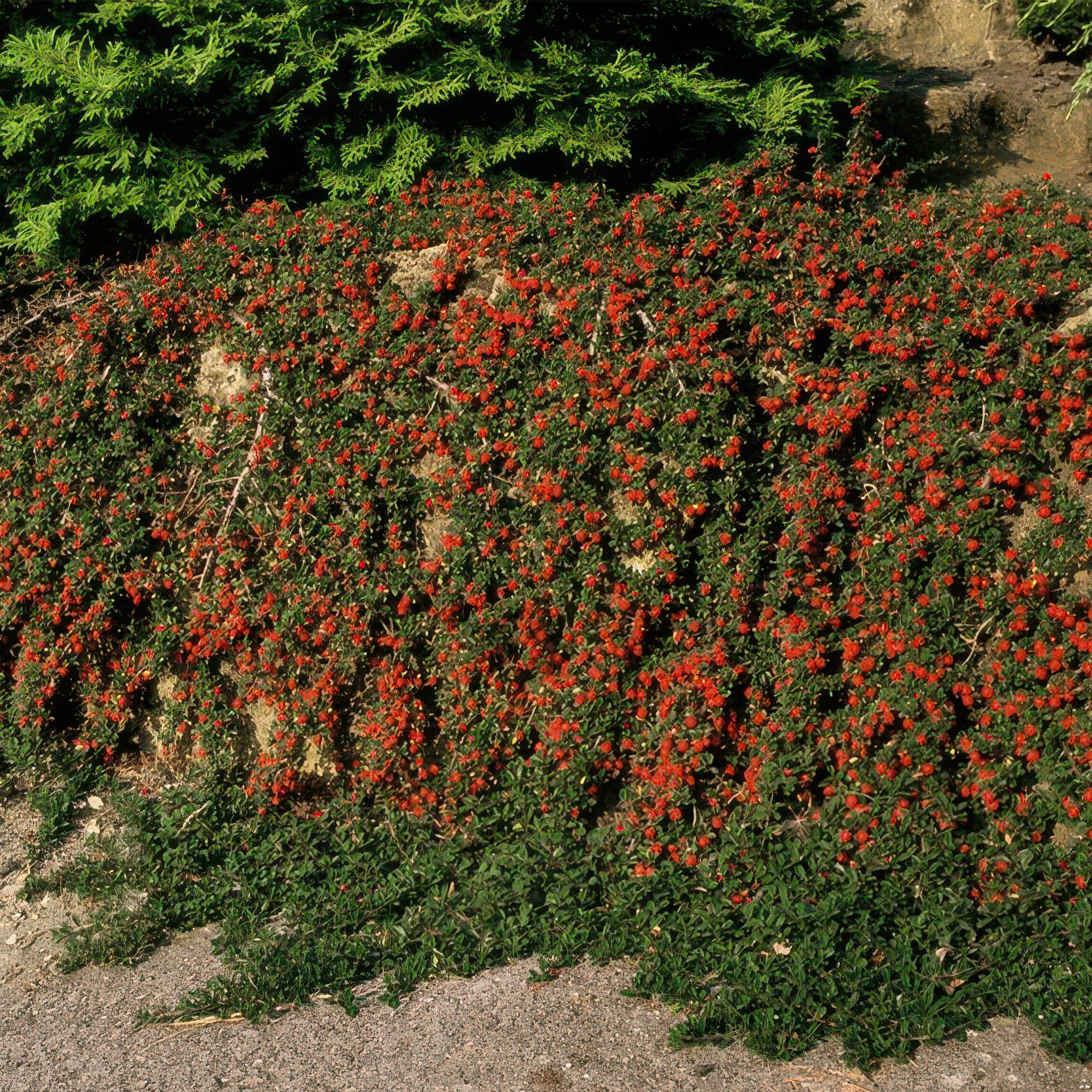 Garden basics 48x Cotoneaster pr. 'Queen of Carpets' - ↕10-25cm - Ø9cm (50290)