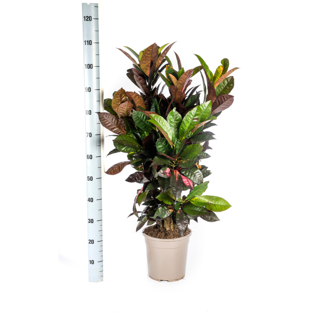 Codiaeum 'Croton' Iceton met mand (48774)