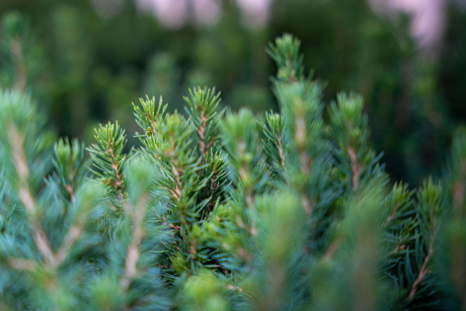 12x Mini-kerstboom - ↑15-20 cm - Ø 6 cm Picea Glauca Perfecta (8720872025384)