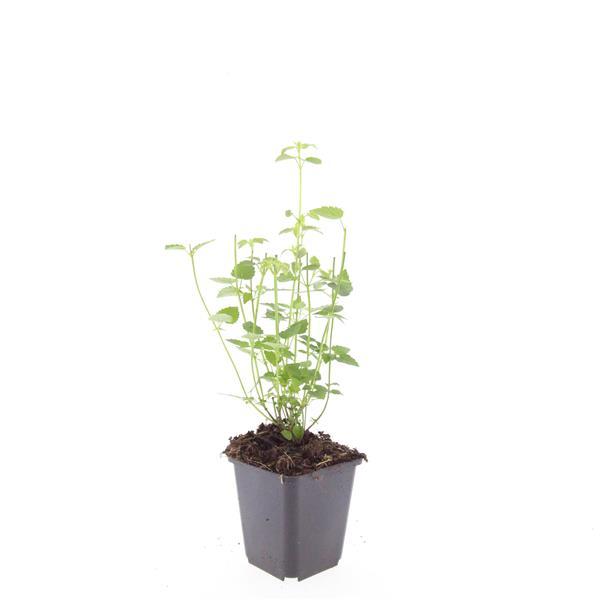 Garden basics 60x Agastache 'Black Adder' - ↕10-25cm - Ø9cm (47562)