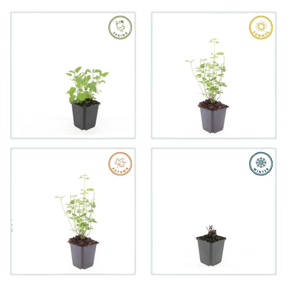 Garden basics 60x Agastache 'Black Adder' - ↕10-25cm - Ø9cm (47562)