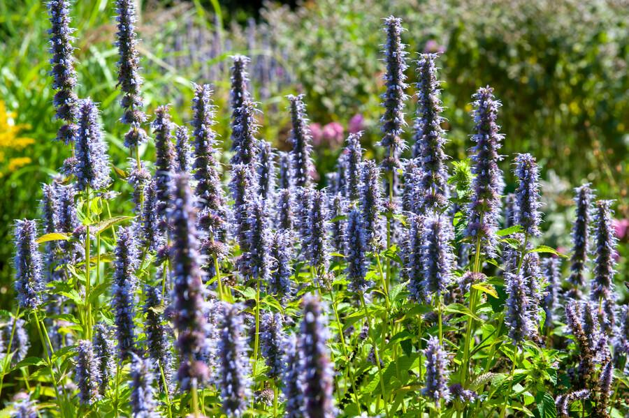 Garden basics 60x Agastache 'Black Adder' - ↕10-25cm - Ø9cm (47562)