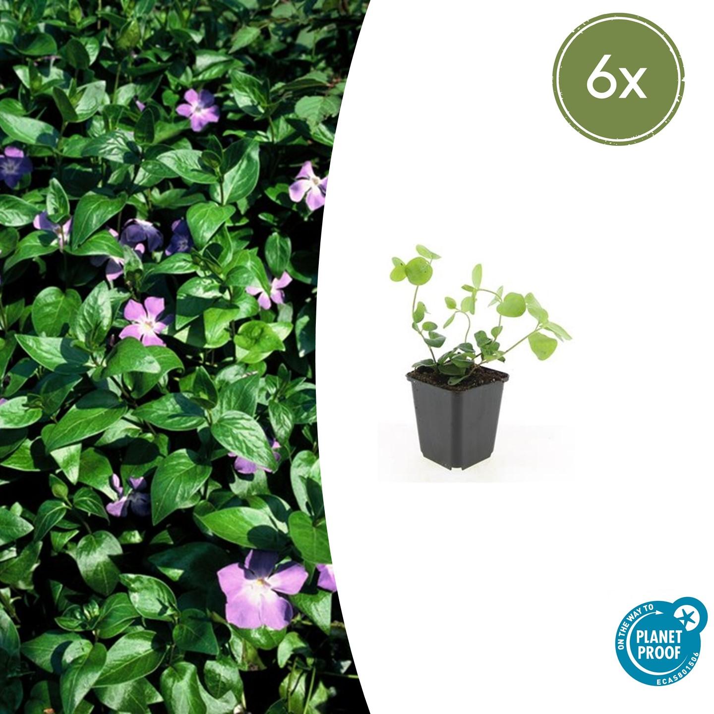 Garden basics 6x Vinca major - ↕10-25cm - Ø9cm (47940)