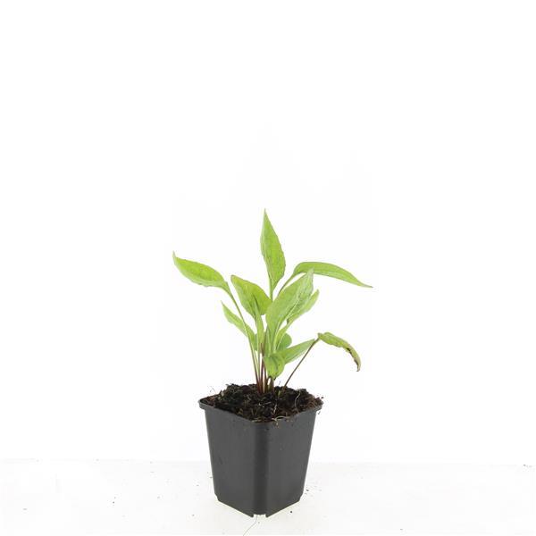 Garden basics 24x Echinacea p. 'White Swan' - ↕10-25cm - Ø9cm (50400)