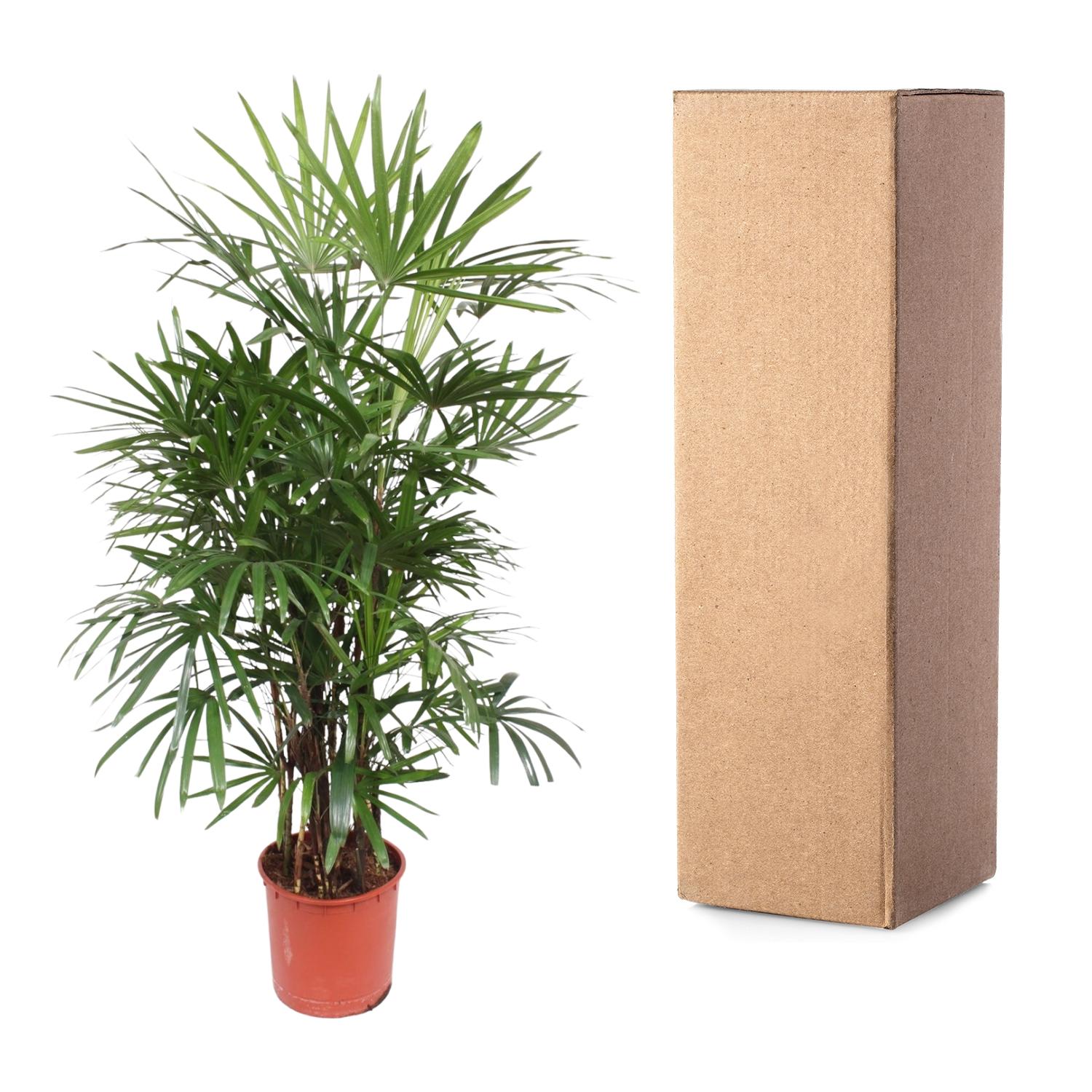 Rhapis Excelsa - 190 cm - ø34 (8721055691396)