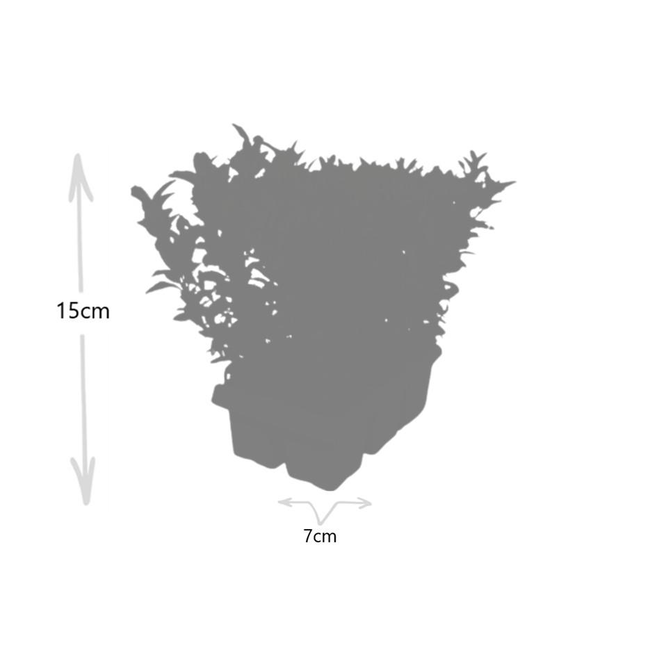 Premium basics 2 x 6 pack Euonymus 'Green Spire' - Ø 7 cm - ↨ 15 cm (48281)