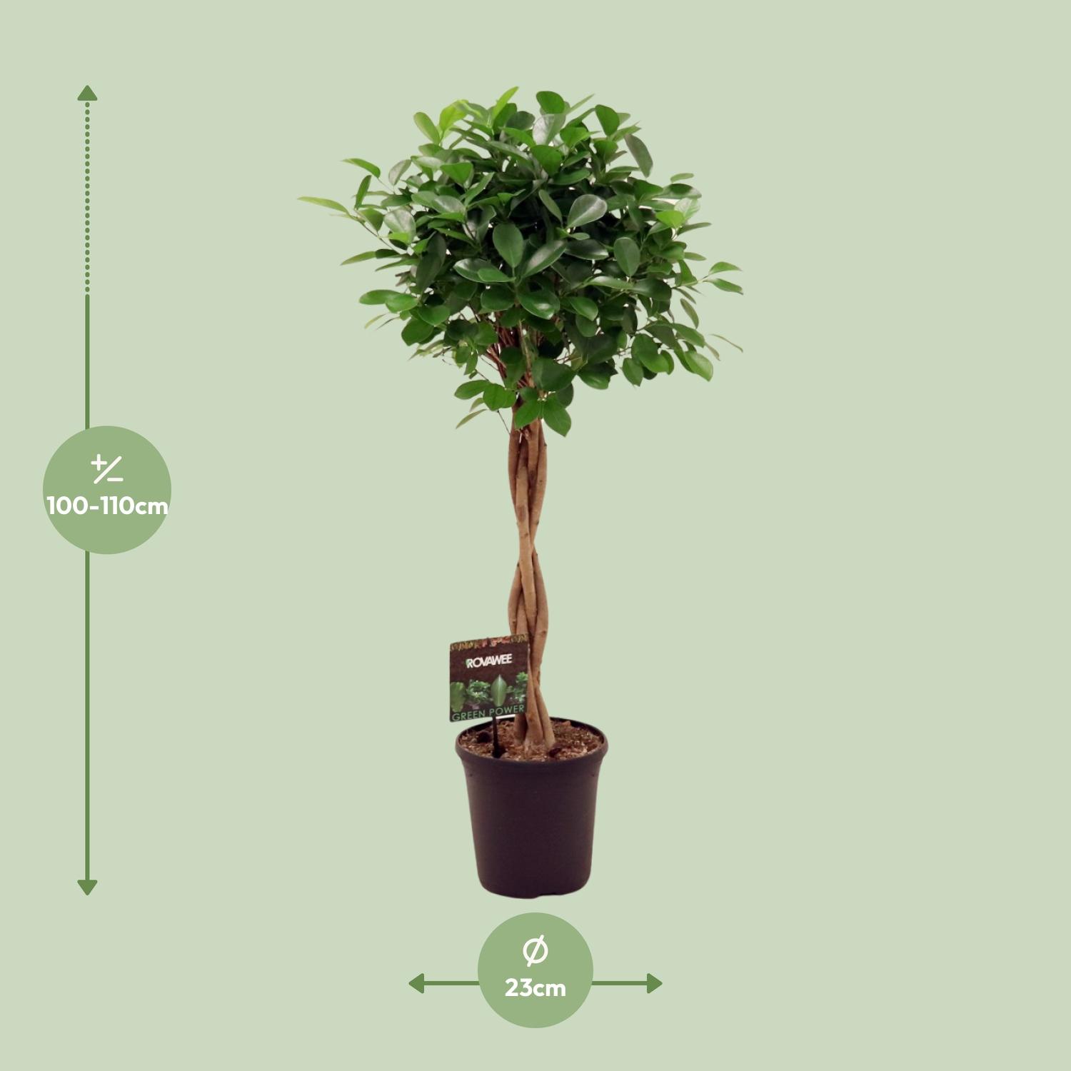 Ficus Micr. Moclame (11915)