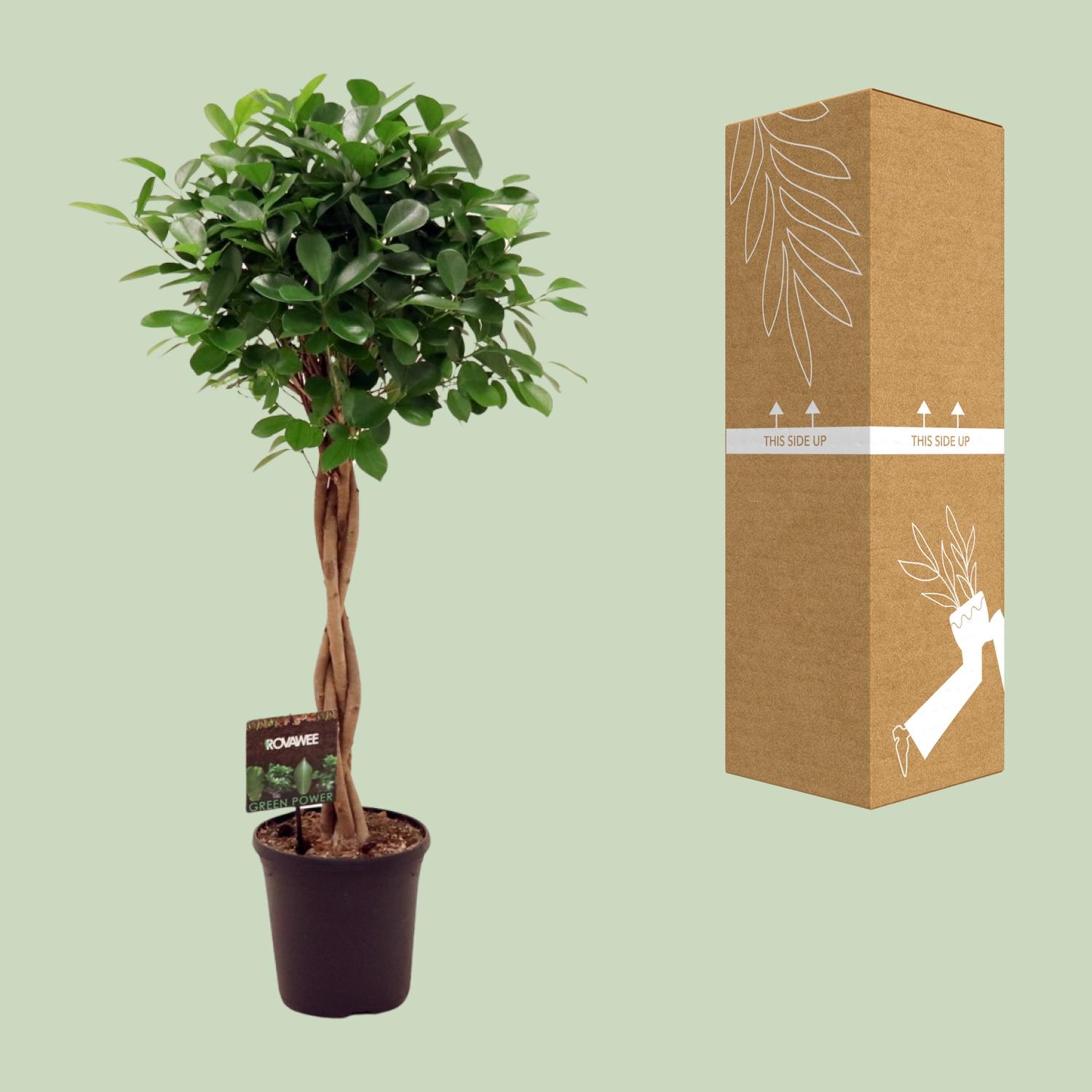 Ficus Micr. Moclame (11915)