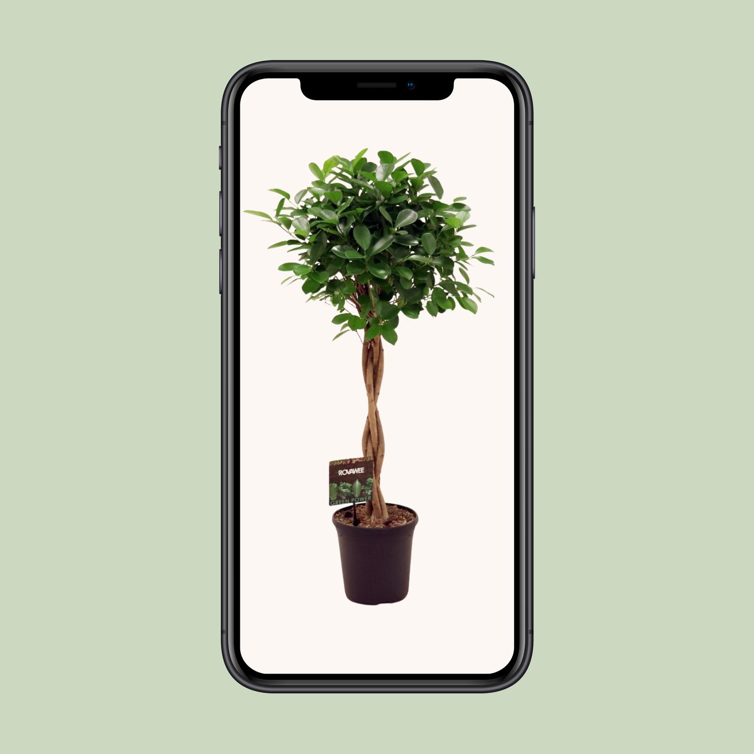 Ficus Micr. Moclame (11915)