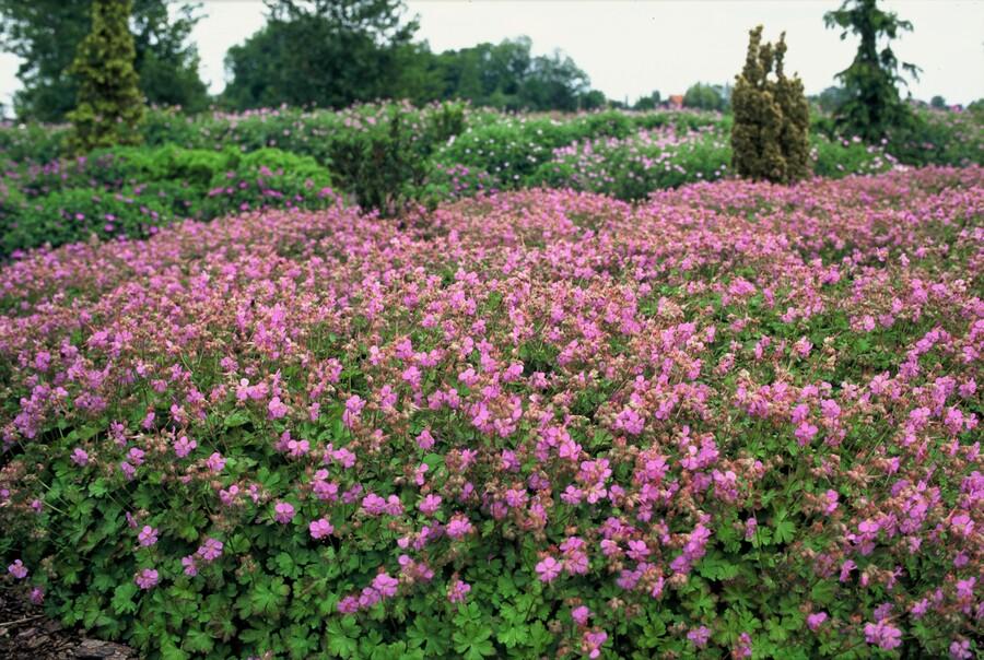 Garden basics 6x Geranium cant. 'Cambridge' - ↕10-25cm - Ø9cm (47772)