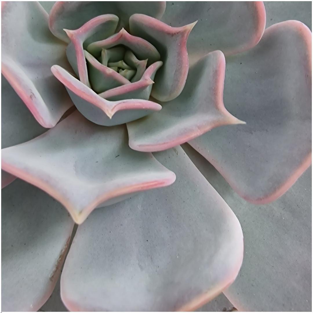 Rootless by aloe demi ROOTLESS Succulent Echeveria Lilacina in schaal 'geel' Ø20 cm (8721001420216)