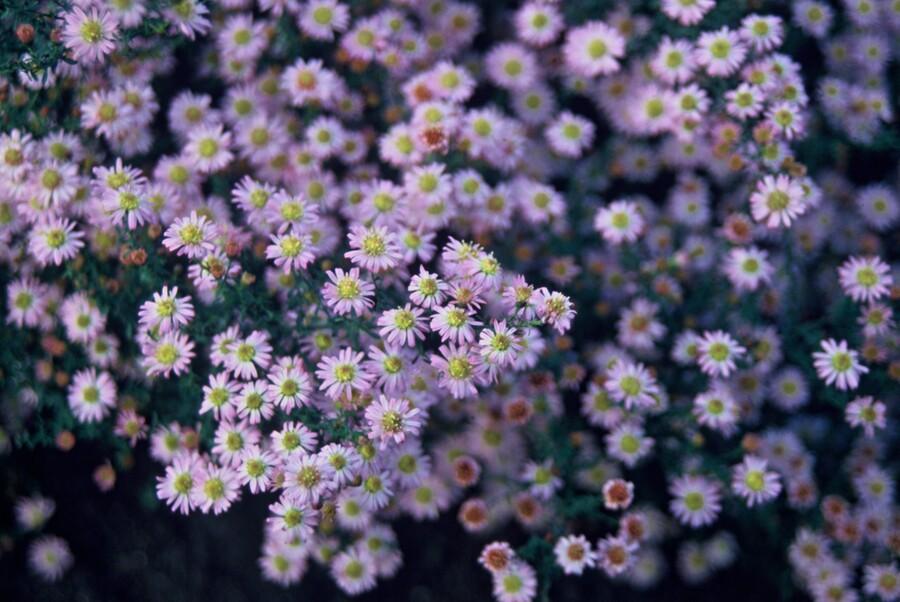 Garden basics 6x Aster ageratoides 'Stardust' - ↕10-25cm - Ø9cm (47610)