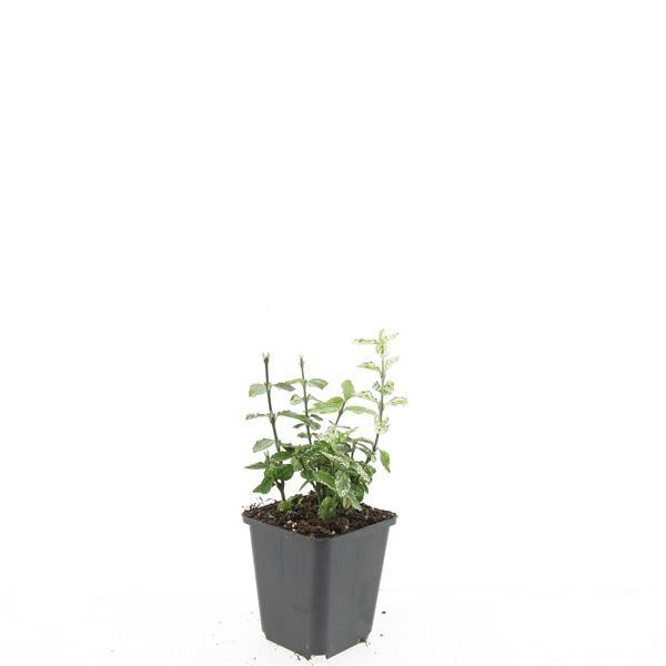 Garden basics 48x Euonymus fort. 'Harlequin' - ↕10-25cm - Ø9cm (50407)
