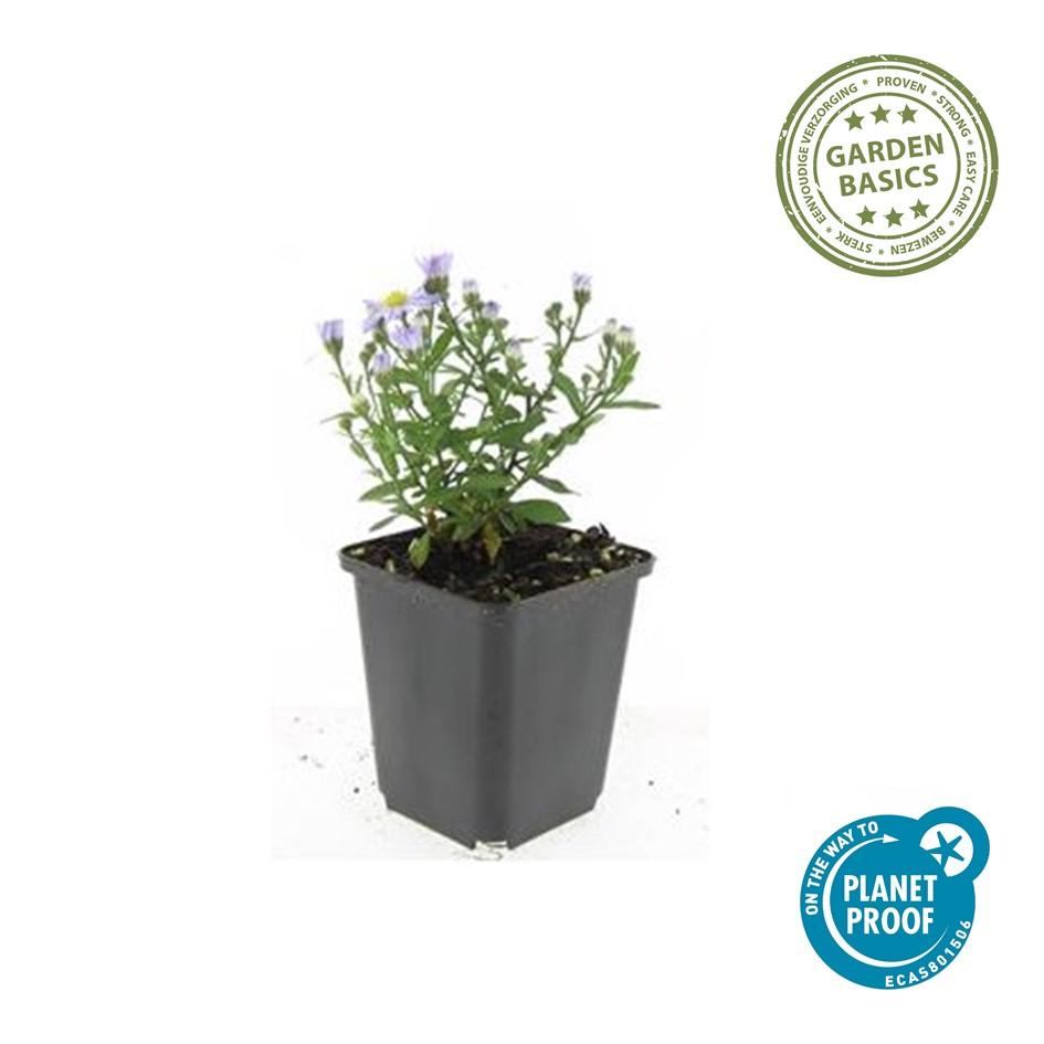 Garden basics 6x Aster (D) 'Prof. Anton Kippenberg' - ↕10-25cm - Ø9cm (47592)