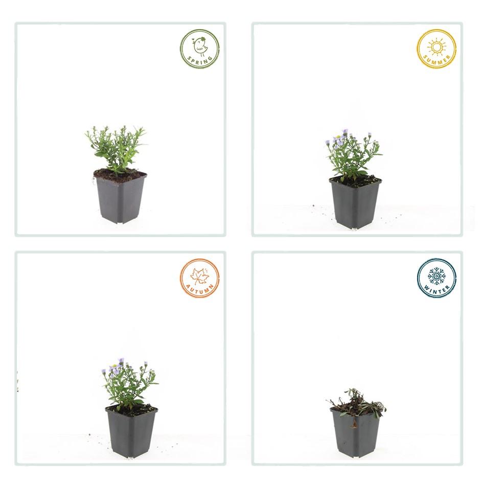 Garden basics 6x Aster (D) 'Prof. Anton Kippenberg' - ↕10-25cm - Ø9cm (47592)