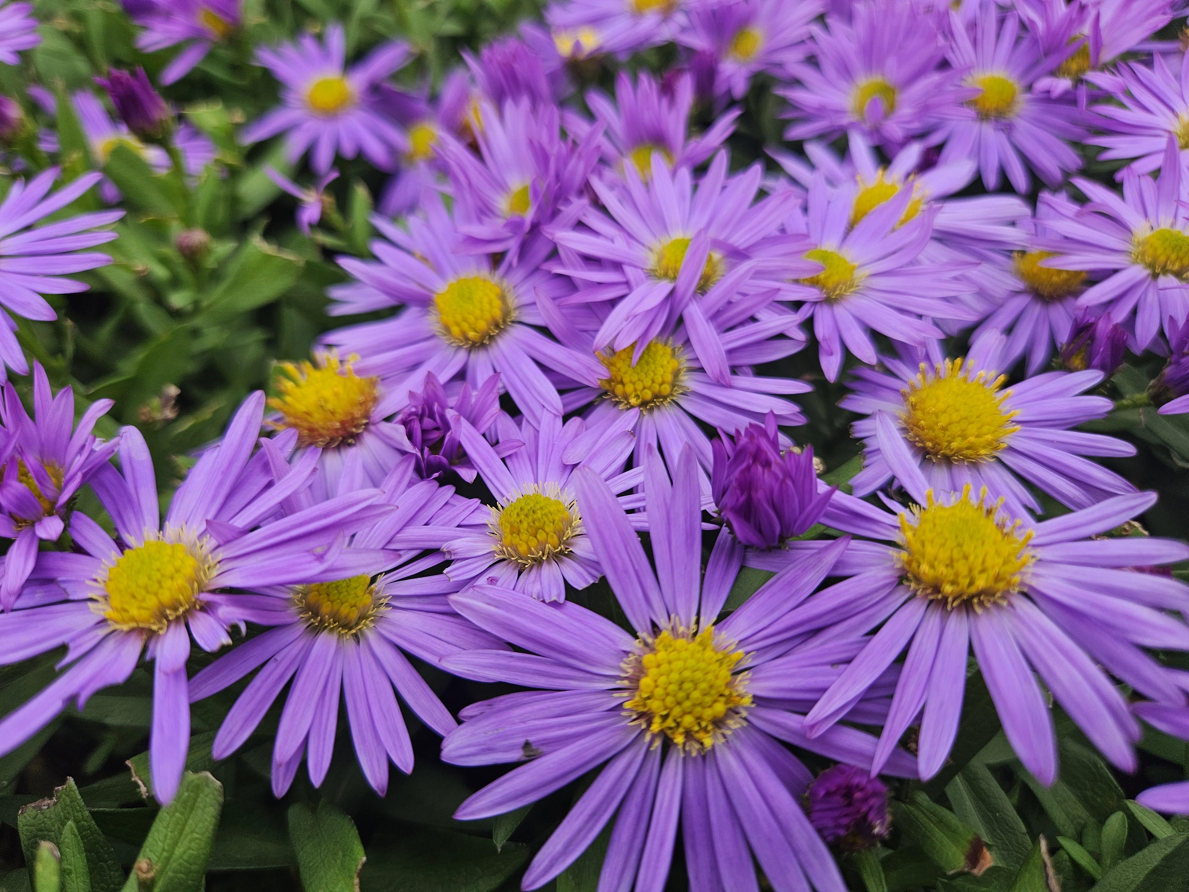 Garden basics 6x Aster (D) 'Prof. Anton Kippenberg' - ↕10-25cm - Ø9cm (47592)