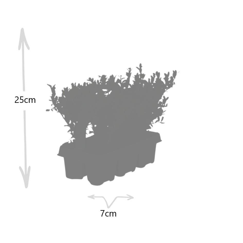 Premium basics 4 x 6 pack Ilex crenata 'Jenny' - Ø7 cm (48273)