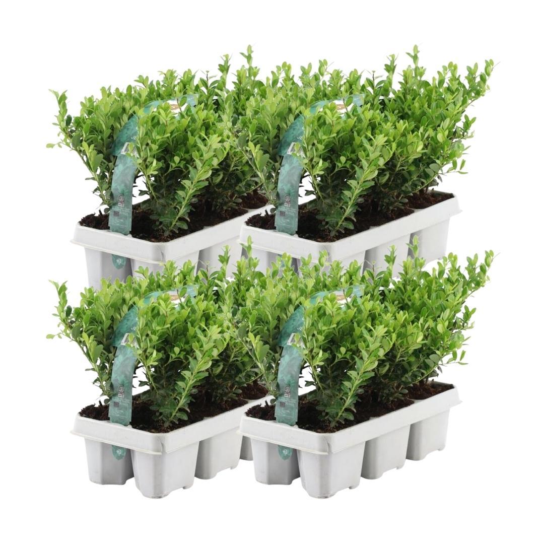 Premium basics 4 x 6 pack Ilex crenata 'Jenny' - Ø7 cm (48273)