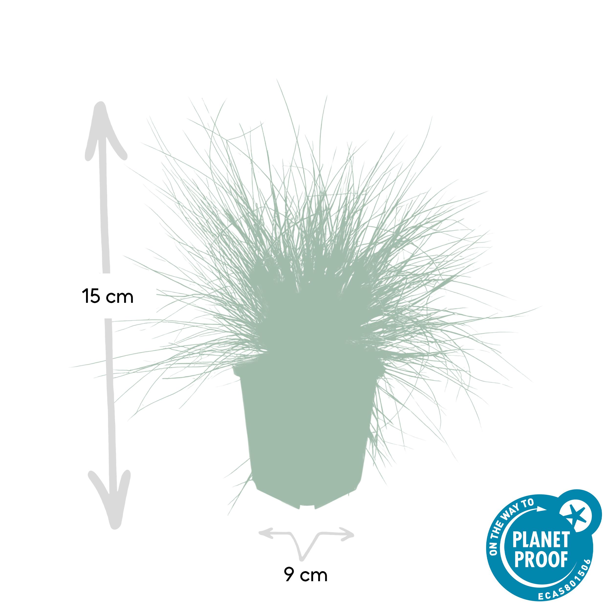 Garden basics 12x Festuca glauca 'Elijah Bleu' - ↕10-25cm - Ø9cm (47728)