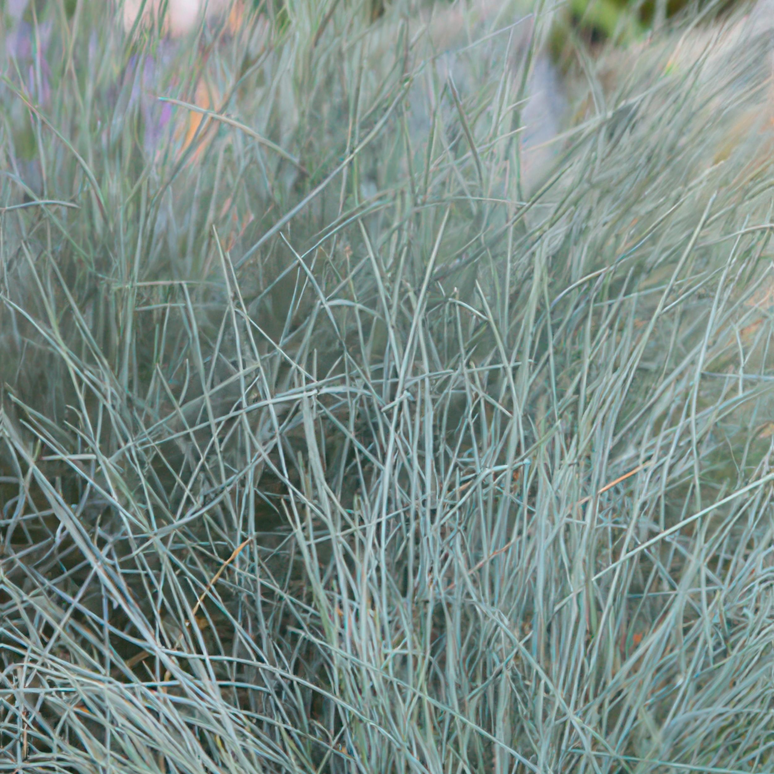 Garden basics 12x Festuca glauca 'Elijah Bleu' - ↕10-25cm - Ø9cm (47728)