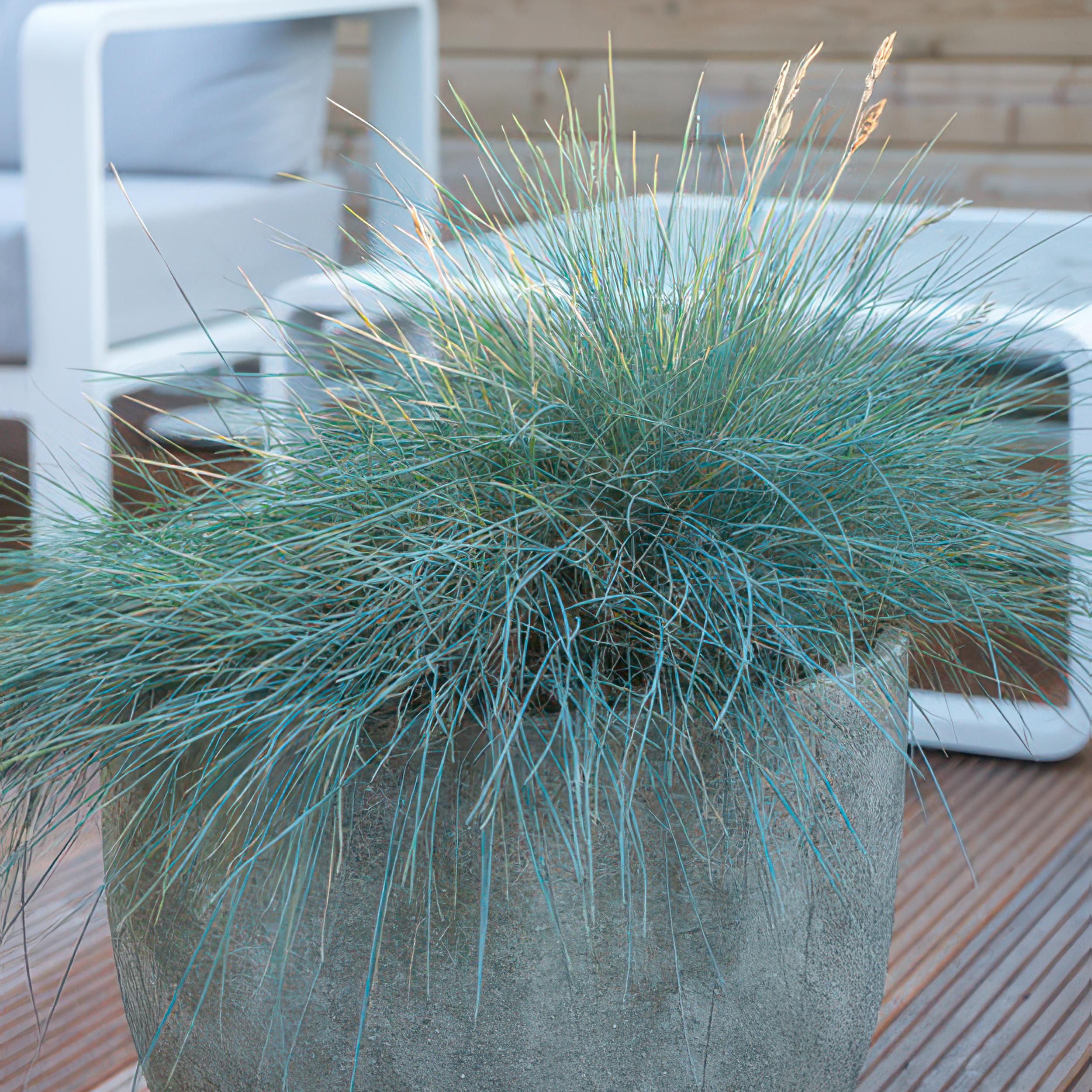Garden basics 12x Festuca glauca 'Elijah Bleu' - ↕10-25cm - Ø9cm (47728)