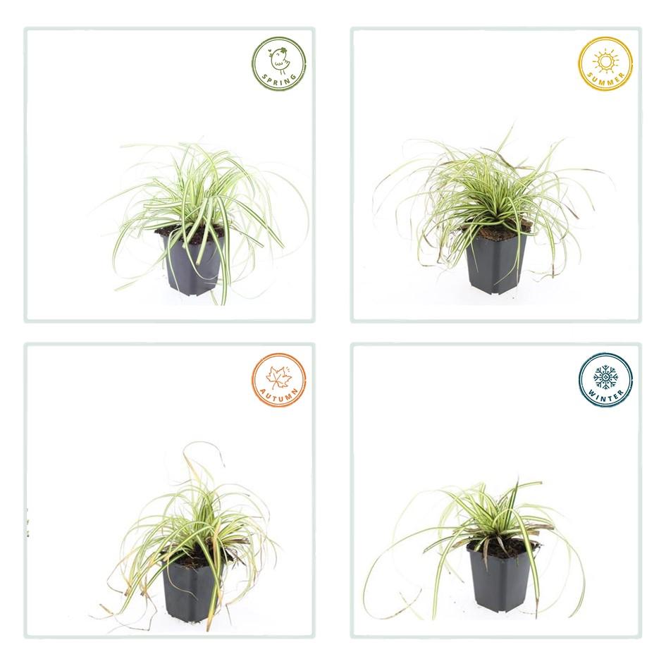 Garden basics 60x Carex oshim. 'Evergold' - ↕10-25cm - Ø9cm (47655)