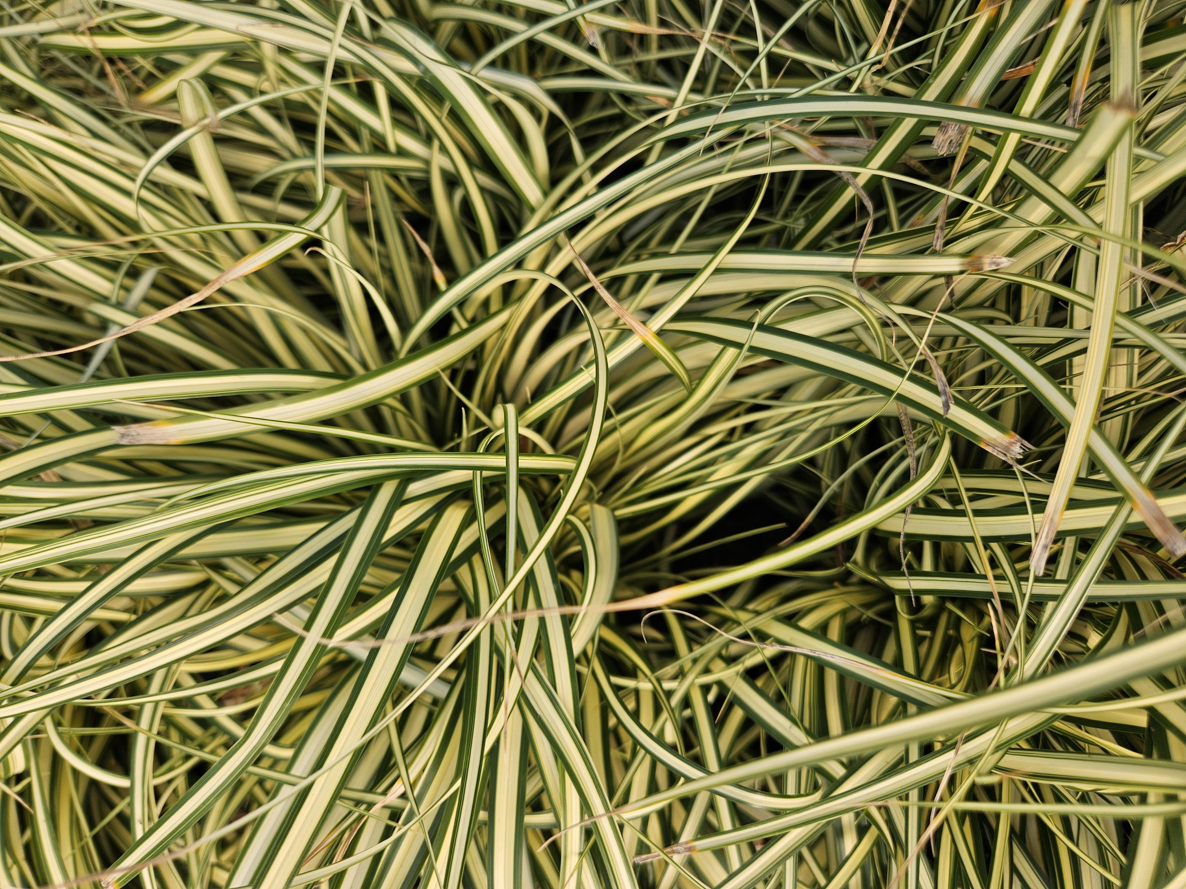 Garden basics 60x Carex oshim. 'Evergold' - ↕10-25cm - Ø9cm (47655)