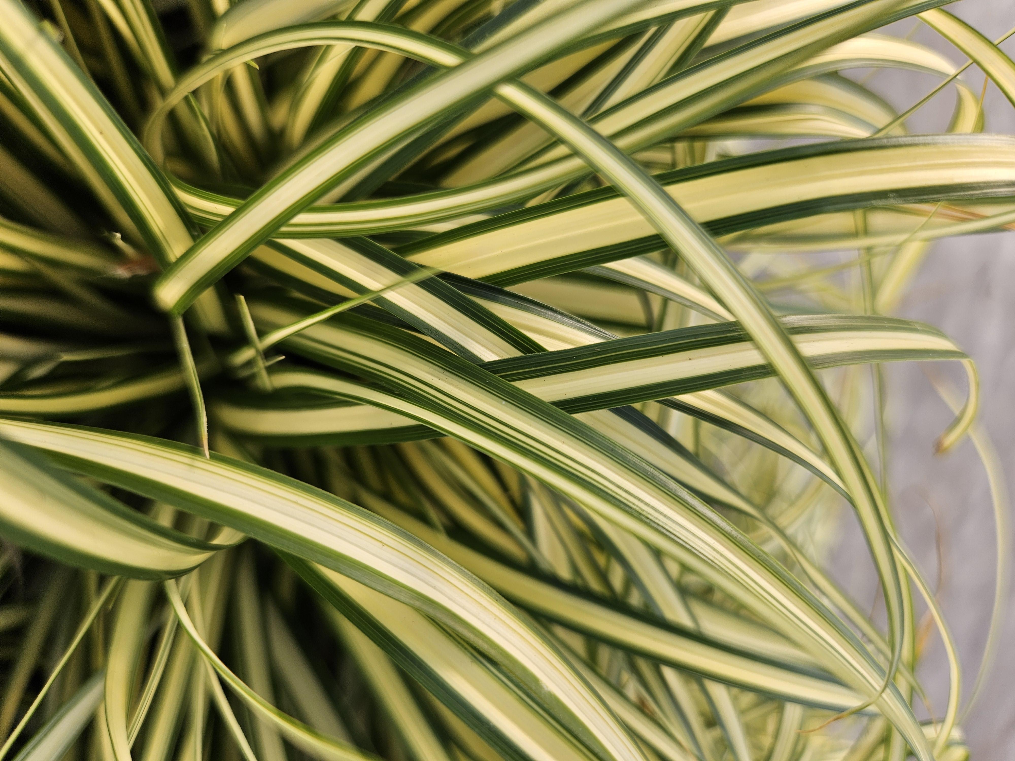 Garden basics 60x Carex oshim. 'Evergold' - ↕10-25cm - Ø9cm (47655)