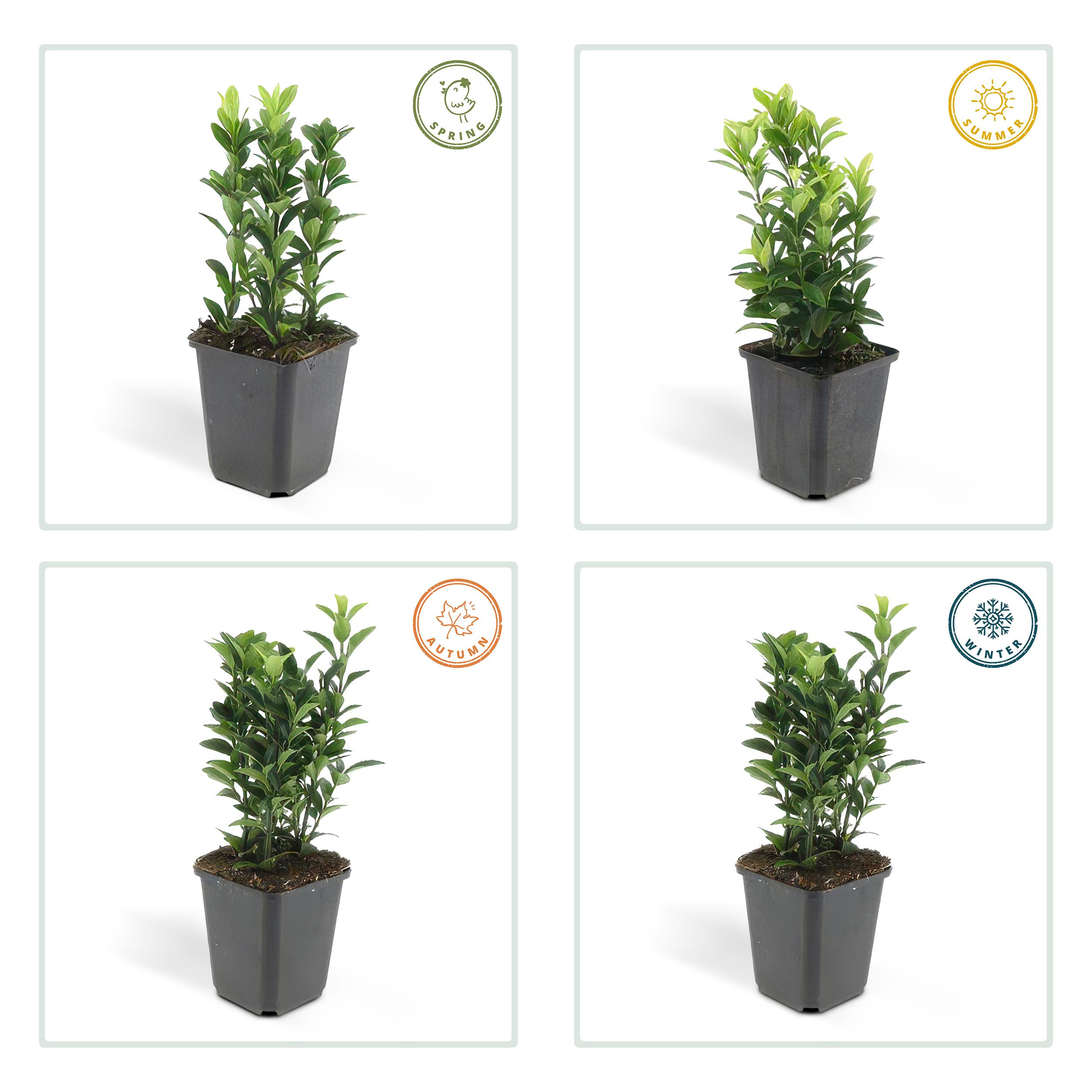 Garden basics 60x Euonymus jap. Green Spire - ↕10-25cm - Ø9cm (46918)