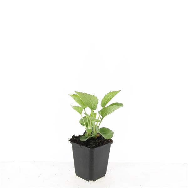 Garden basics 48x Echinacea p. 'Magnus' - ↕10-25cm - Ø9cm (50399)