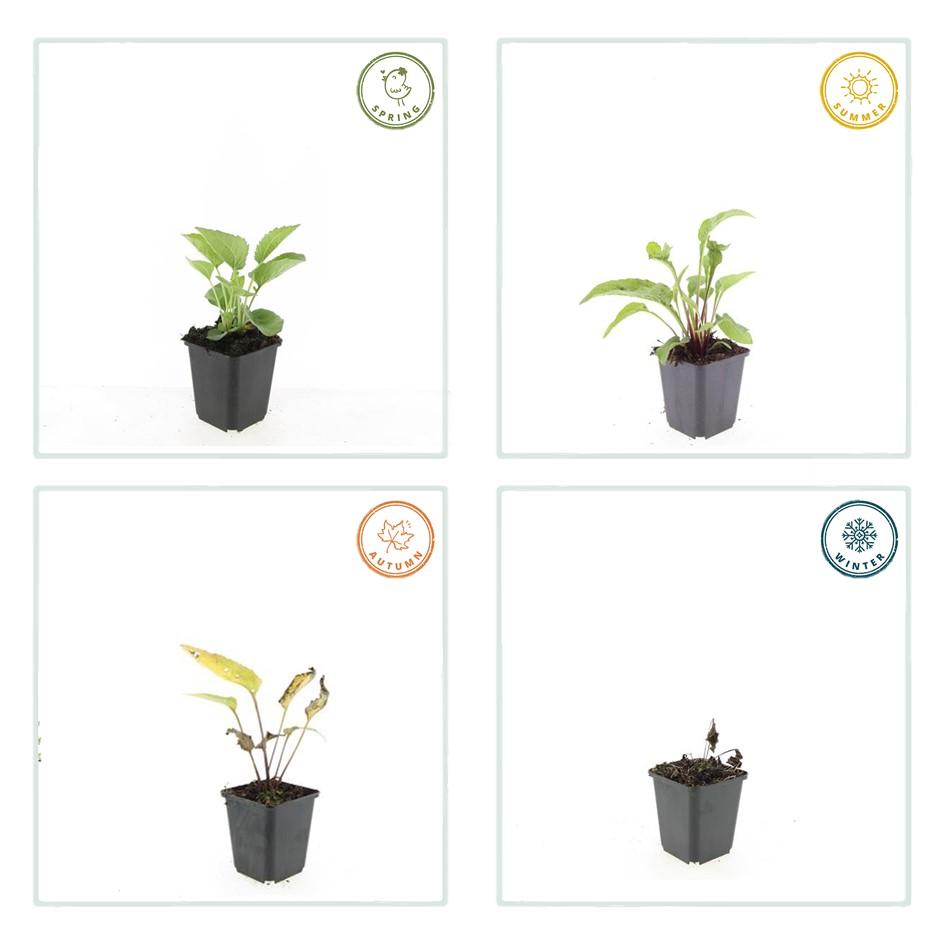 Garden basics 48x Echinacea p. 'Magnus' - ↕10-25cm - Ø9cm (50399)