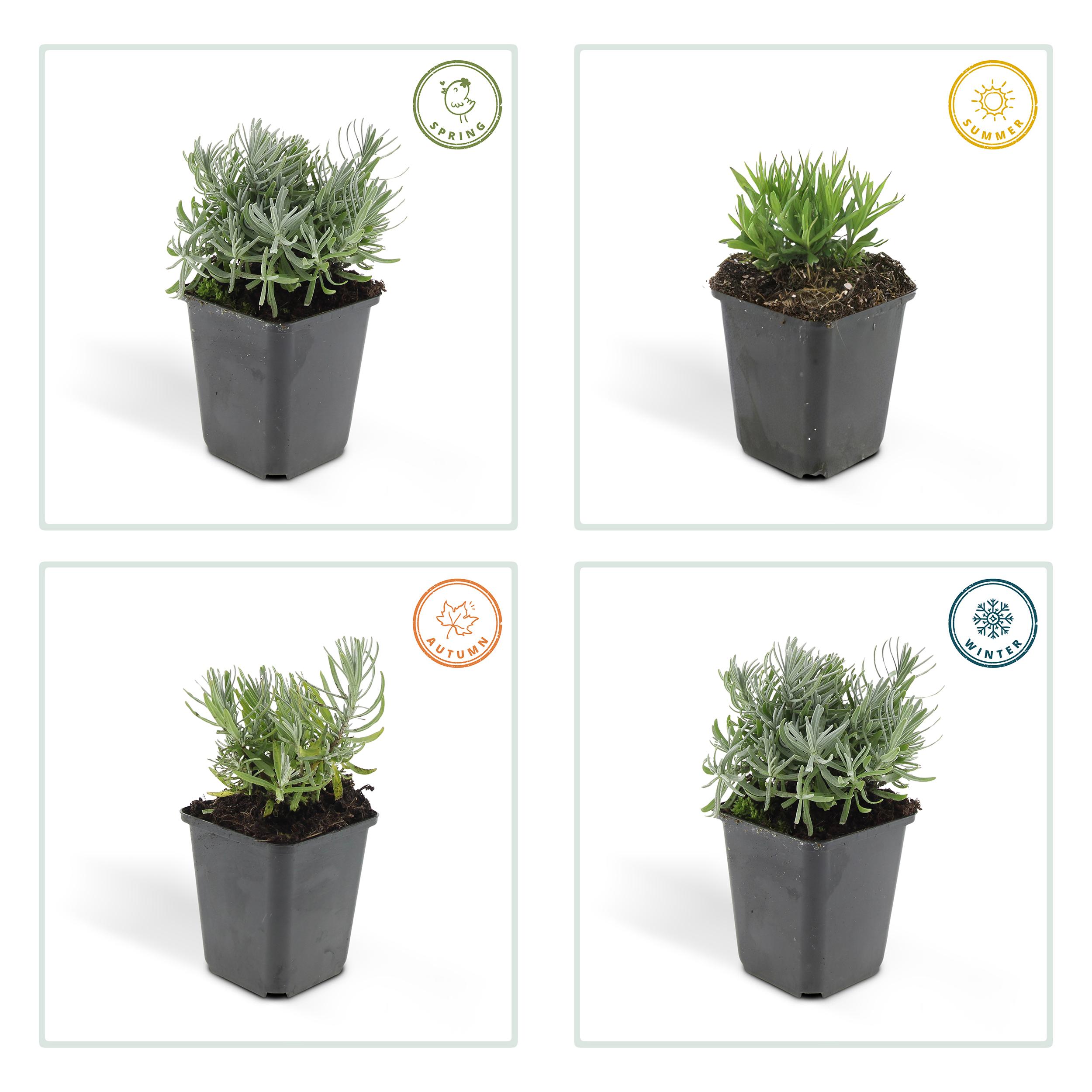 Garden basics 48x Lavandula 'Hidcote' - ↕10-25cm - Ø9cm (50331)