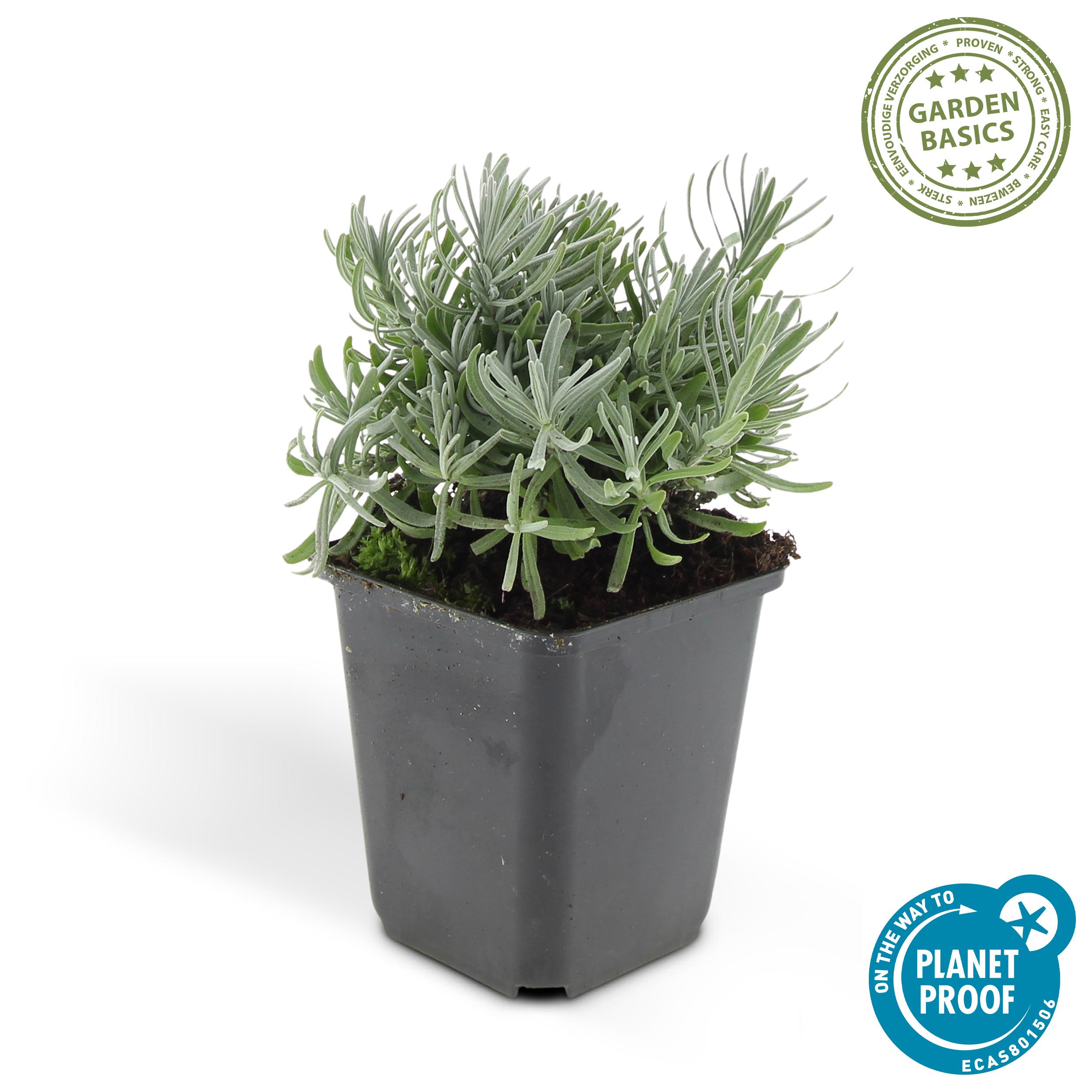 Garden basics 48x Lavandula 'Hidcote' - ↕10-25cm - Ø9cm (50331)