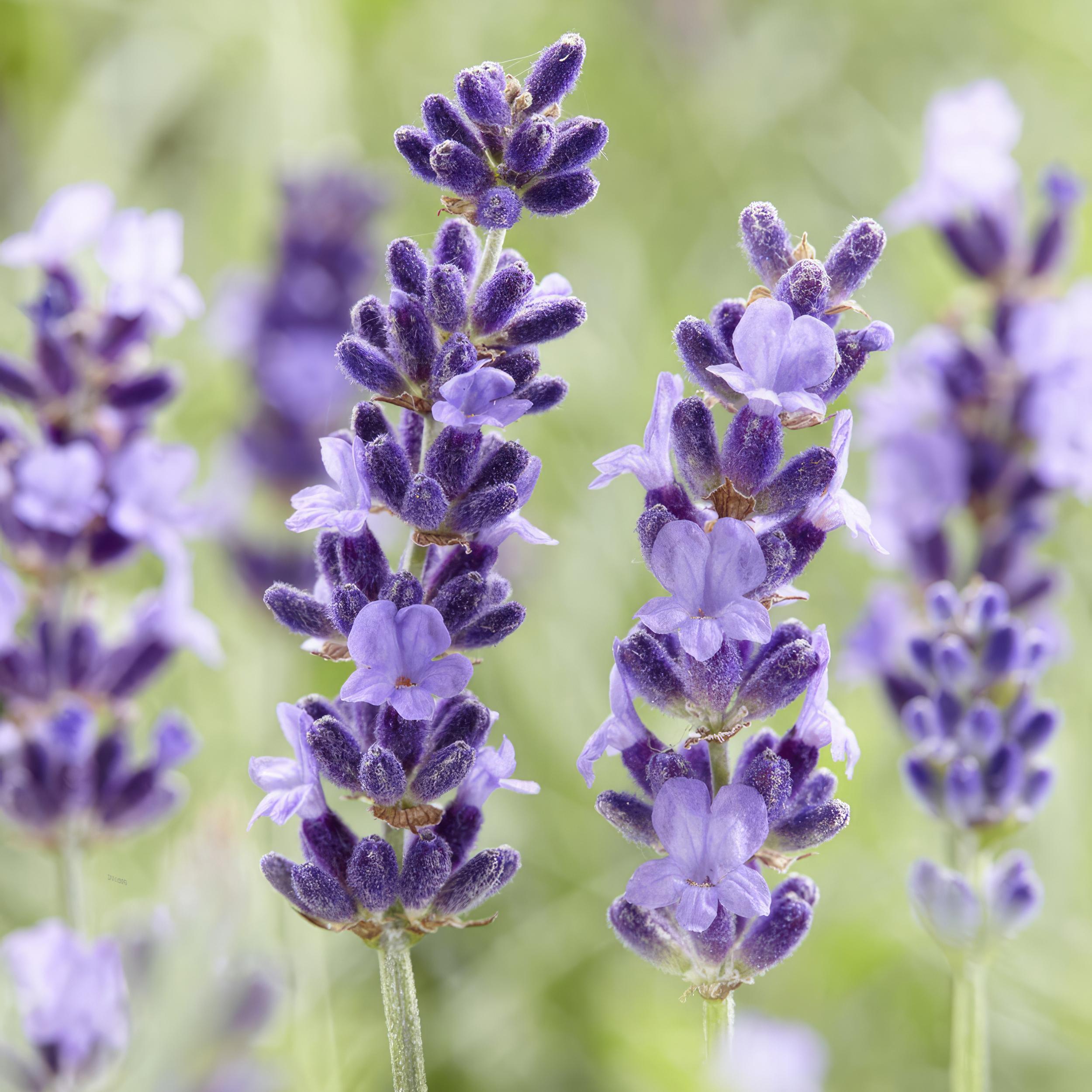 Garden basics 48x Lavandula 'Hidcote' - ↕10-25cm - Ø9cm (50331)