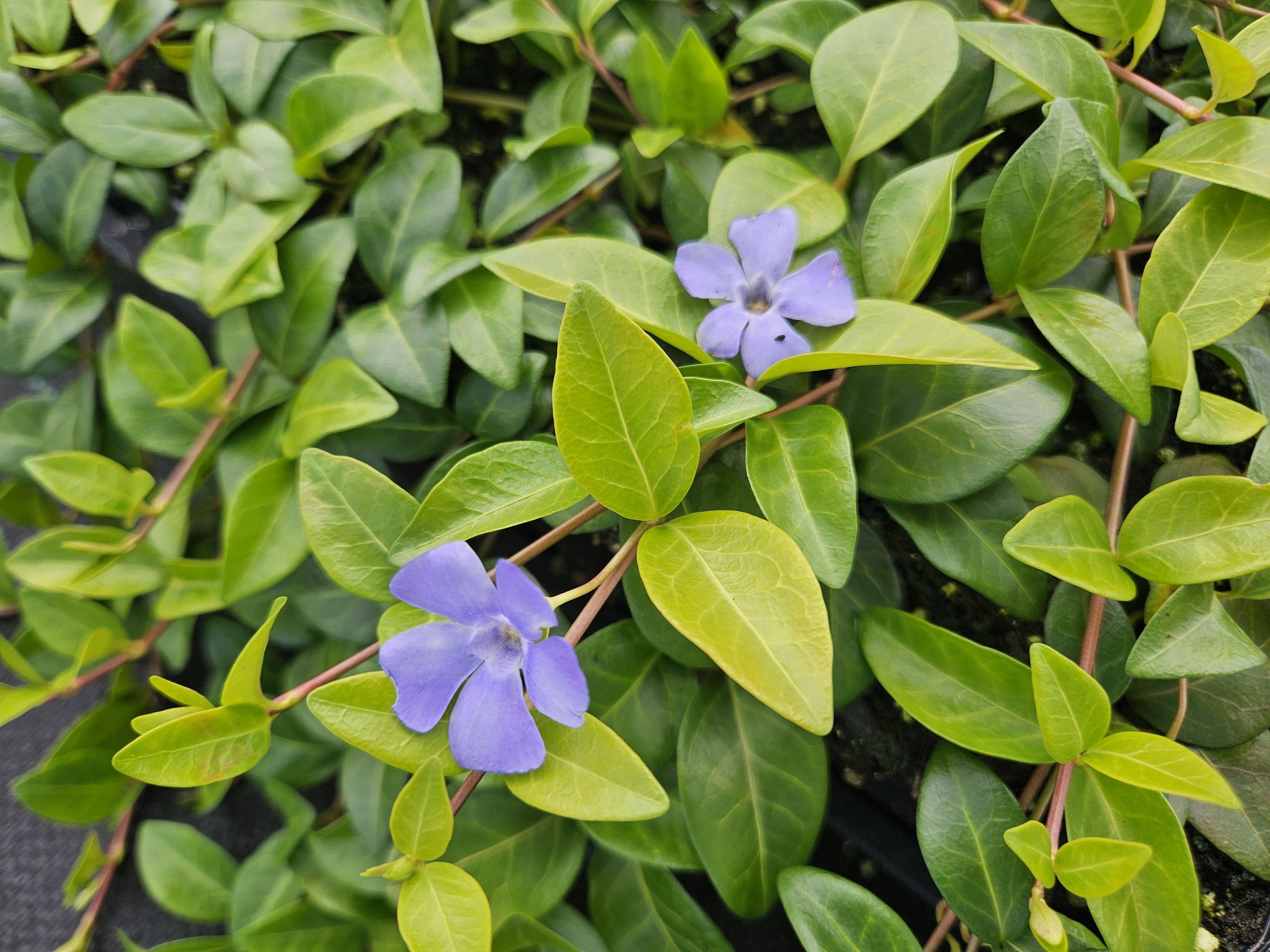 Garden basics 6x Vinca minor 'La Grave' - ↕10-25cm - Ø9cm (48040)