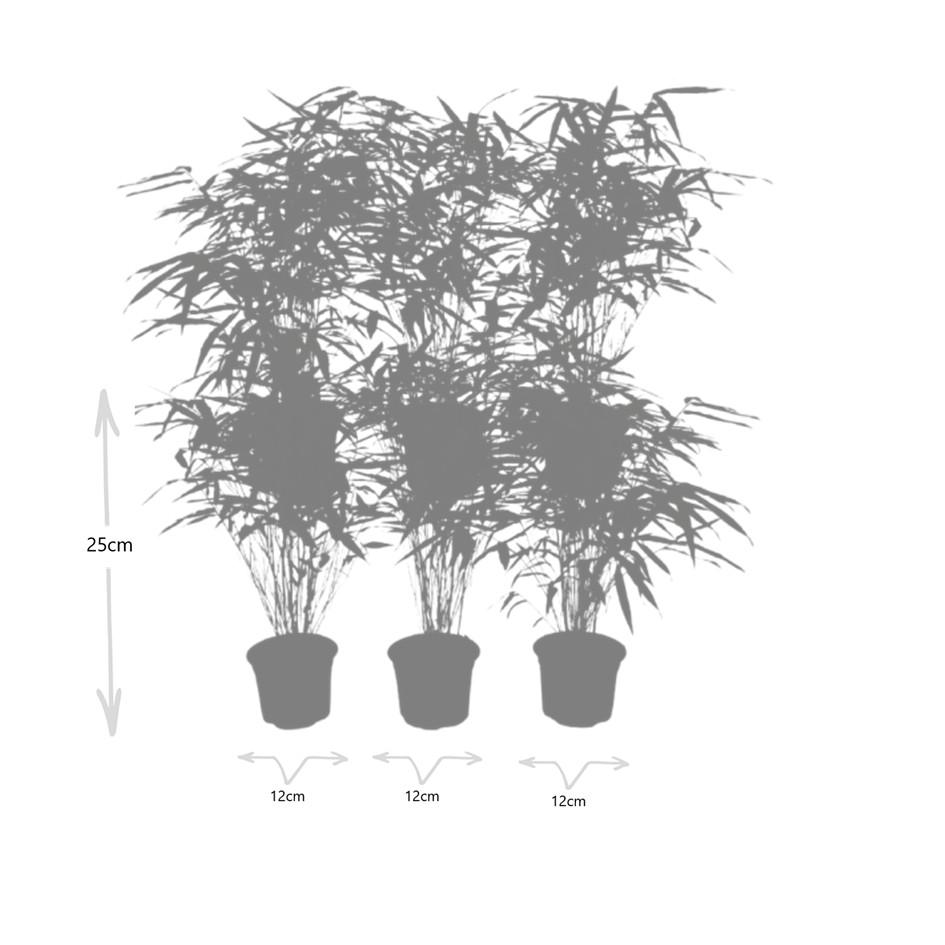 Premium basics 6x Fargesia Rufa Ø13 cm Bamboe (48278)