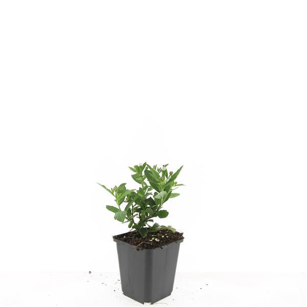 Garden basics 48x Aster ageratoides 'Stardust' - ↕10-25cm - Ø9cm (50375)