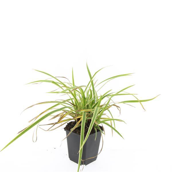 Garden basics 24x Carex morrowii 'Aureovariegata' - ↕10-25cm - Ø9cm (50380)