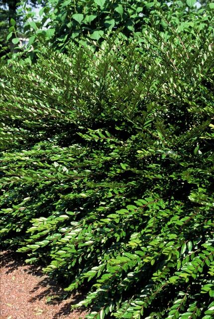 Garden basics 6x Lonicera pileata 'Purple Pearl' - ↕10-25cm - Ø9cm (47916)