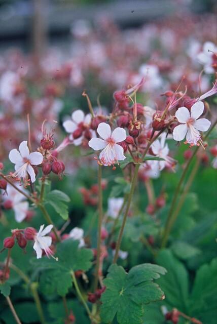 Garden basics 12x Geranium macr. 'Spessart' - ↕10-25cm - Ø9cm (47793)