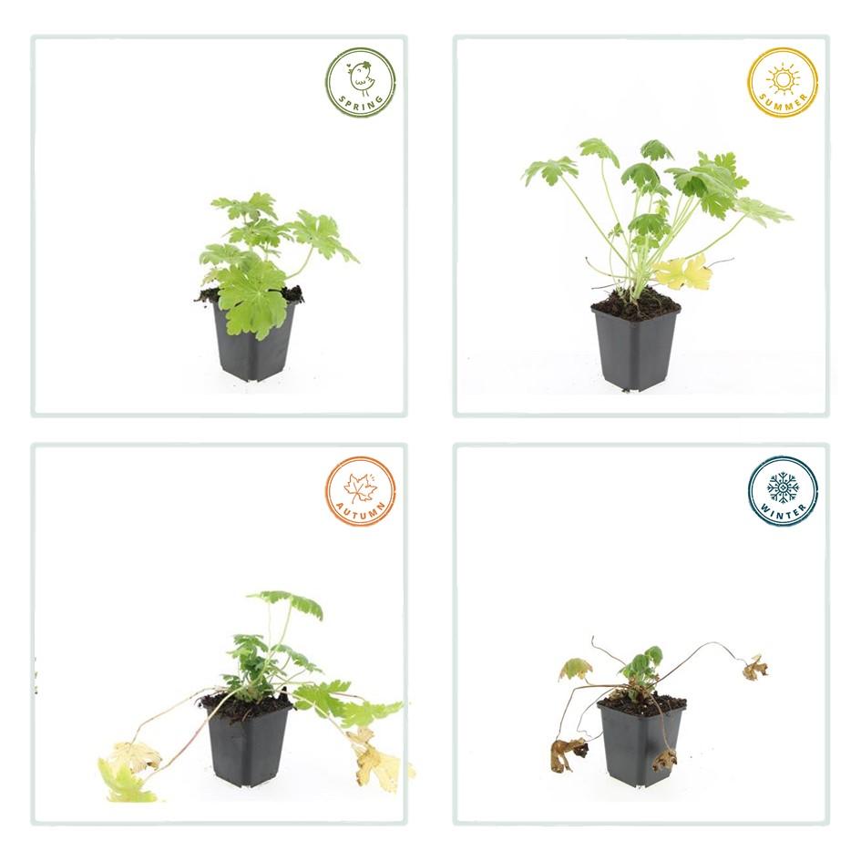 Garden basics 12x Geranium macr. 'Spessart' - ↕10-25cm - Ø9cm (47793)